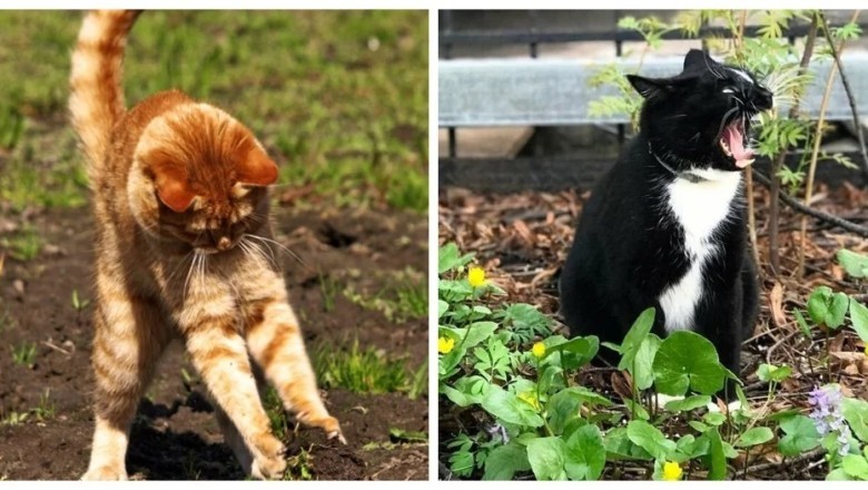 Gardening Cats: A Whimsical Garden Journey Captured in 25 Photos