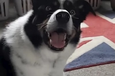 Meet Max: The Genius Dog Who Memorized 231 Toy Names!