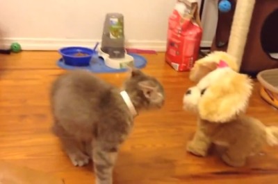 Rolling on the Floor Laughing at These Funny Pets!