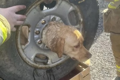 Tragic Accident: Dog's Desperate Struggle in Tire Mishap