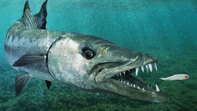 Unveiling the Fastest Fish on Earth! ππ¨