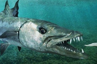 Unveiling the Fastest Fish on Earth! 🐟💨