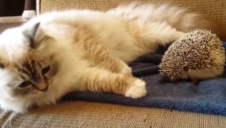 Watch this Hilarious Duo: Hedgehog and Cat Take Over the Internet!