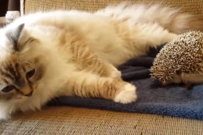 Watch this Hilarious Duo: Hedgehog and Cat Take Over the Internet!