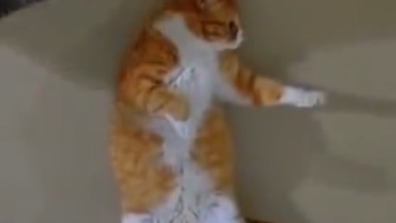 Cat-tastic Comedy Duo: Watch These Hilarious Cats Rule the Wall with Their Purr-fectly Nap-tastic Skills!