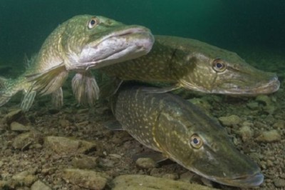 Discover the Astonishing Lifespans of Fish: From Centenarian Carp to Ancient Eels!