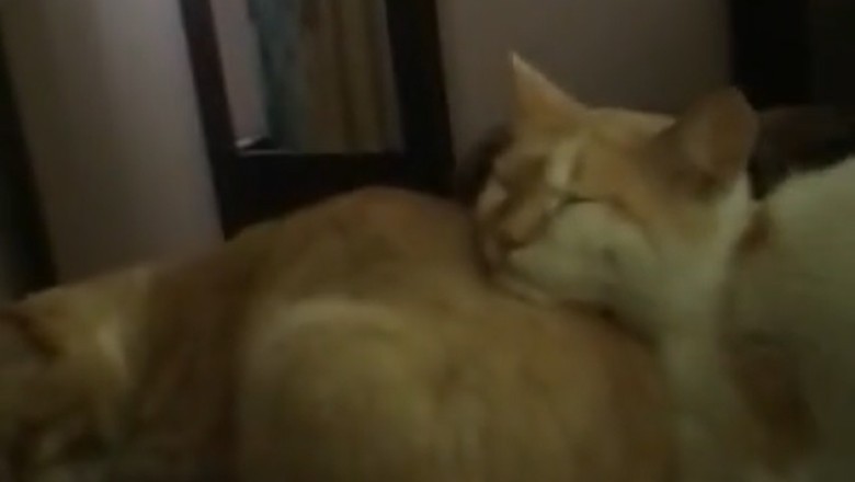 Hilarious Cat Nap Fail: Watch Two Adorable Felines Trying to Out-Snooze Each Other!