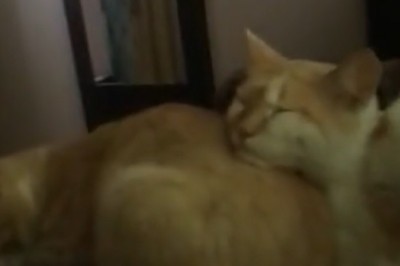 Hilarious Cat Nap Fail: Watch Two Adorable Felines Trying to Out-Snooze Each Other!