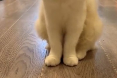 Meet the Happiest Cat Ever: This Feline's PURR-spective on Life Will Brighten Your Day!