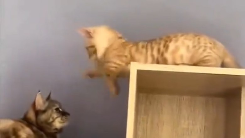 Pawsitively Hilarious: Double Trouble as Two Cats Take Playtime to the Next Level!