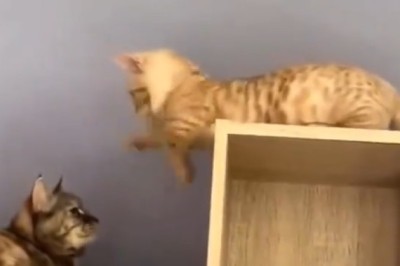 Pawsitively Hilarious: Double Trouble as Two Cats Take Playtime to the Next Level!