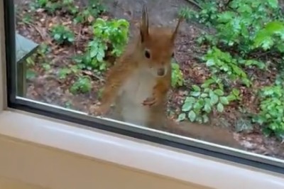 Squirrel Goals: Watch This Obedient Squirrel Take 'Sit and Stay' to a Whole New Level!