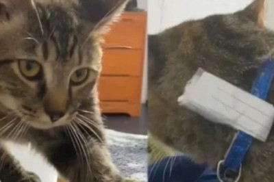 The Mysterious Tale of Calvin: A Cat with a Secret Double Life