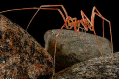 Unveiling the Enigmatic World of Sea Spiders: Evolutionary Marvels of the Deep