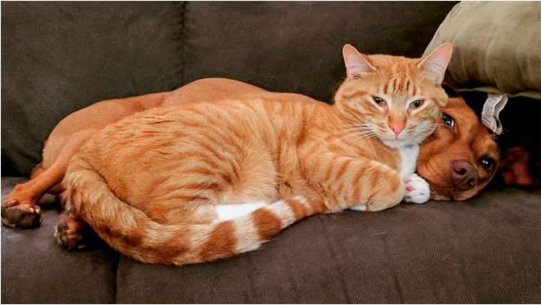 Unveiling the Heartwarming Secret Lives of Pets: Joule and Kelvin's Adorable Antics!