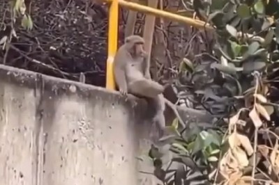 Cheeky Monkey's Hilarious Dance Party Will Leave You in Stitches!