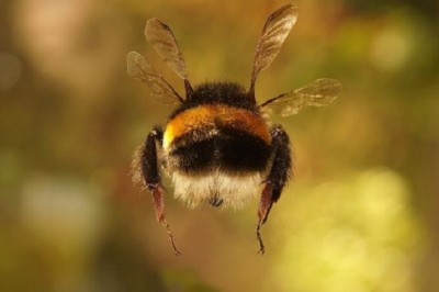 Demystifying the Flight of the Bumblebee: A Triumph of Aerodynamics