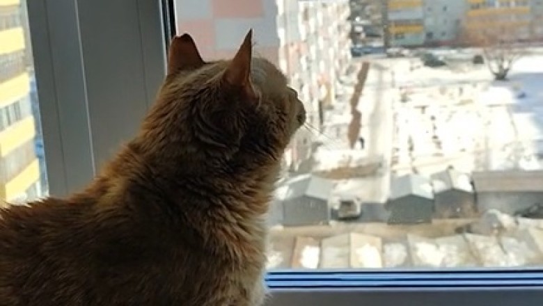Feathered Frenemies: Cat vs. Bird Showdown Will Keep You on the Edge of Your Seat!