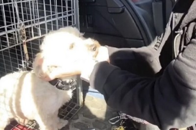 Heartwarming Reunion: Runaway Dog Surprises Owner in Emotional Reunion