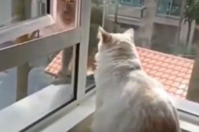 Meow vs. Monkey: Cat Kicks Monkey Out of Window in Hilarious Showdown!