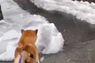 Pawsitively Dramatic: Watch This Dog's Hilarious Meltdown Over Melting Snow!