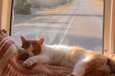 Purr-fectly Hilarious: Cat Goes on a Wild Ride in the Ultimate Fun Trip Adventure!