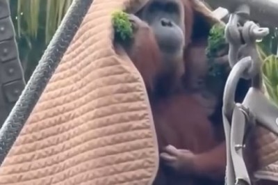 UnBEARably Cute! Gorilla Mom Goes Ape over Protecting Son from Rain