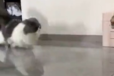 Cat-astrophe Alert: Hilarious Cat Goes AWOL for the Most Purr-sistible Reason!