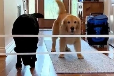 Hilarious Doggy Duo: Watch Two Dogs Attempt to Master Training Together!