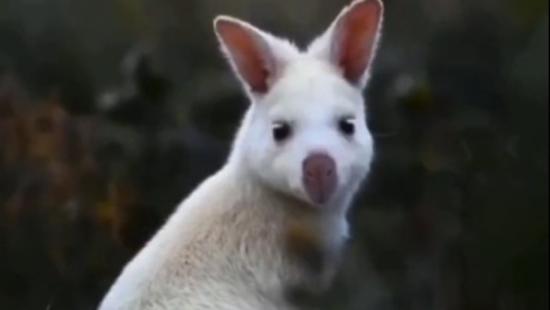 Hoppy Hour: Kangaroo Goes Wild and Hilarious in Epic Outback Adventure!