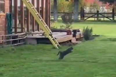 Laugh Out Loud: Unleashing the Comedy Genius of Our Furry Friends!