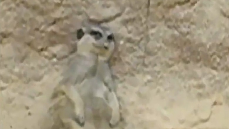 Pawsitively Hilarious: The Ultimate Compilation of Funny Pets That Will Make Your Day!