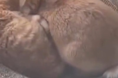 Purr-fect Pals: Unlikely Rabbit and Cat Duo Melt Hearts with Their Adorable Friendship!