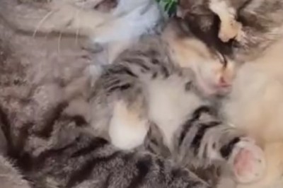 Purr-fectly Adorable: Cats Teach Their Kittens the Art of Cuteness in Hilarious Video!