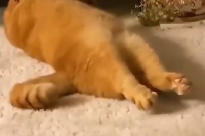 Purr-fectly Adorable: Watch This Cat's Epic Nap Time Turn into a Hilarious 360-Degree Spin!