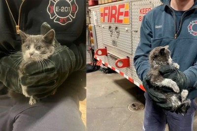 Smokey the Kitten: A Fateful Encounter That Touched Hearts and Found a Forever Home