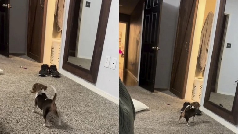 The Melancholic Reflections of Sushi the Beagle Puppy