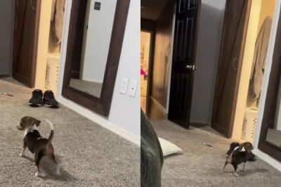 The Melancholic Reflections of Sushi the Beagle Puppy