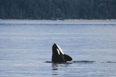 Unprecedented Encounter: Killer Whale Seeks Help from Researchers, What Happens Next Will Leave You Stunned!