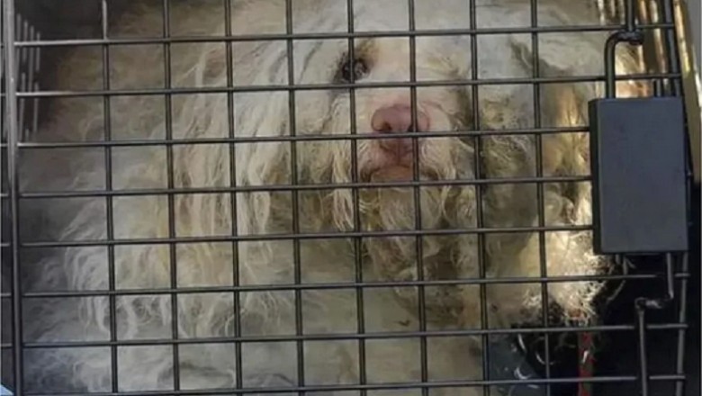 Unrecognizable Stray Dog Transformed in a Day - Witness the Incredible Makeover!