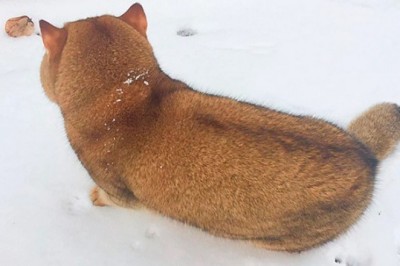 Unveiling the Enigmatic Pet: Cat or Dog? Internet in Frenzy!
