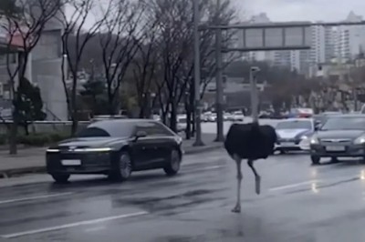 The Great Ostrich Escape: Tadori's Wild Run Captivates South Korea!