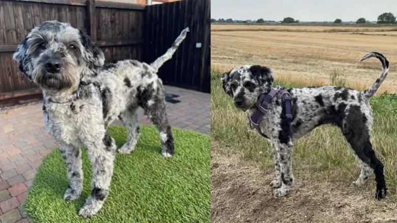 Unbelievable Camouflage: Spot the Dog Hidden in Plain Sight!