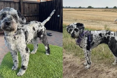 Unbelievable Camouflage: Spot the Dog Hidden in Plain Sight!