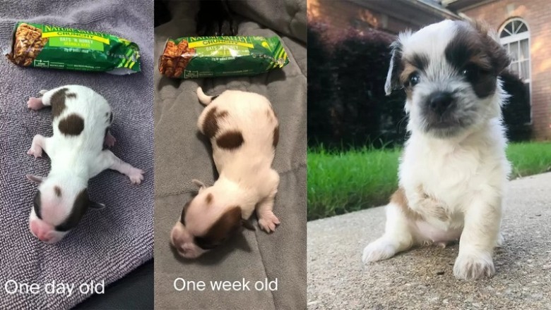 Unrecognizable Transformation: From Street Puppy the Size of a Candy Bar to Brave Adolescent - Meet Guppy the Resilient Pup!