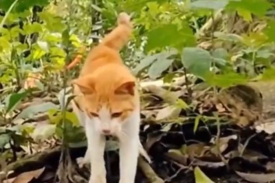 Cat-astrophe Averted: Cats Surrounding a Snake – You Won't Believe What Happens Next!