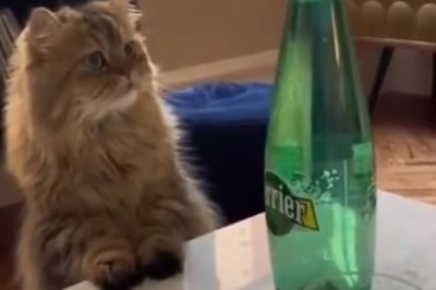 Feline Fizz Frenzy: Cat's Hilarious Encounter with Soda Bottle Goes Viral!