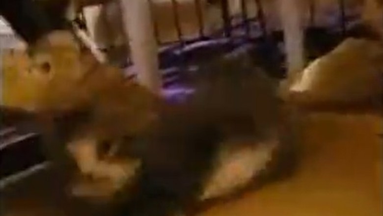 Feline Freeloader: Adorable Cat's Hilarious Struggle for Sweet Sleep Goes Viral!