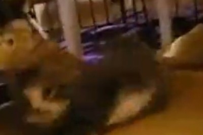 Feline Freeloader: Adorable Cat's Hilarious Struggle for Sweet Sleep Goes Viral!