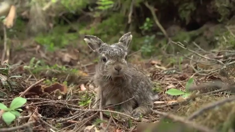 Fluffy Overload! Meet the Most Gorgeous Rabbit You’ll Ever See!